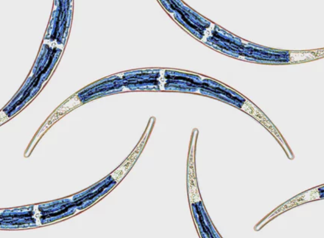Multiple Roundworms CAMRI